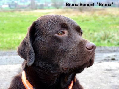 Bruno 14.11.10 2 HP-