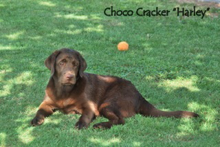 Choco Cracker HP 02.08.10 6-