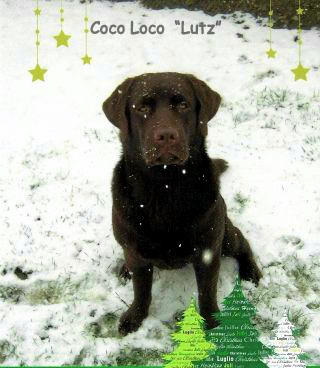 Coco Loco 20.12.10 HP