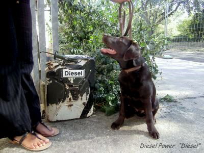 Diesel Zoo hp